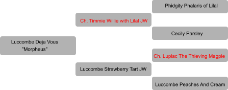 Luccombe Deja Vous "Morpheus" Ch. Timmie Willie with Lilal JW Luccombe Strawberry Tart JW Phidgity Phalaris of Lilal Cecily Parsley Ch. Lupiac The Thieving Magpie Luccombe Peaches And Cream