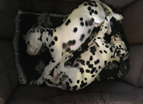 All images and text are copyright to Luccombe Dalmatians